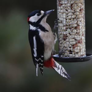 Great Spotted Woodpecker