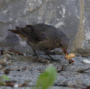 Black Redstart