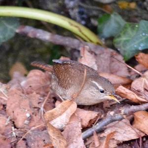 Winter Wren