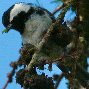 Coal Tit