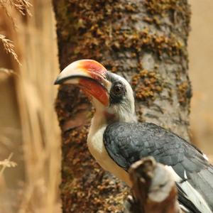 Von der Decken's Hornbill