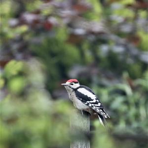 Great Spotted Woodpecker