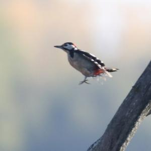 Great Spotted Woodpecker