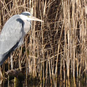 Grey Heron