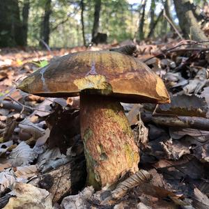 Dotted-stem Bolete