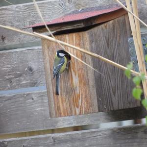 Great Tit