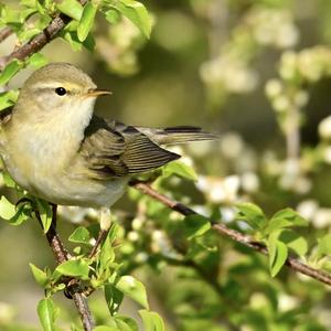 Willow Warbler