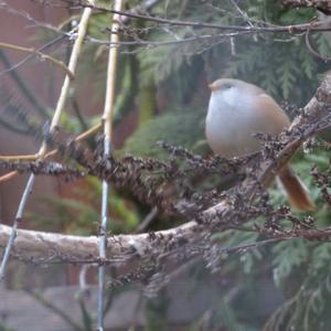 Bearded Parrotbill