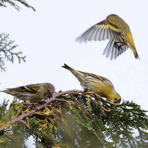 Eurasian Siskin