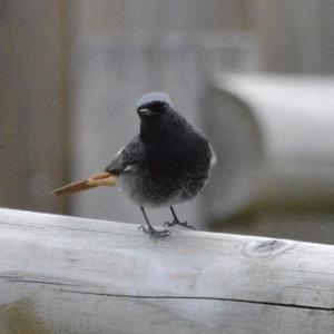 Black Redstart