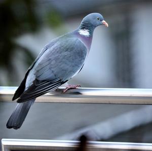 Common Wood-pigeon