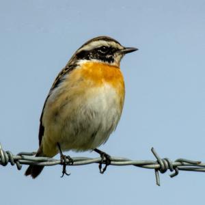 Whinchat