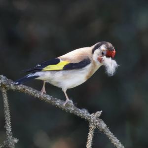 European Goldfinch