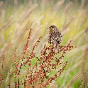 Corn Bunting