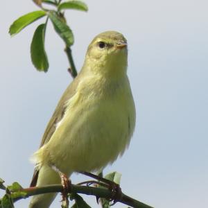 Willow Warbler