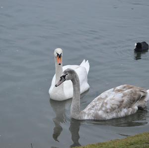 Mute Swan