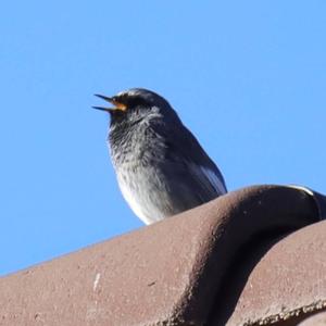 Black Redstart