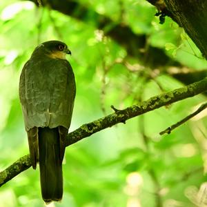 Eurasian Sparrowhawk