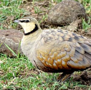 Yellow-throated Sandgrouse