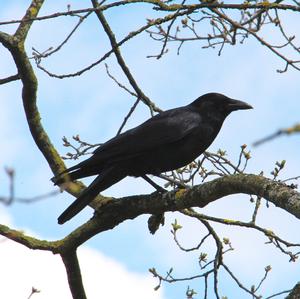 Carrion Crow