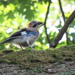 Eurasian Jay