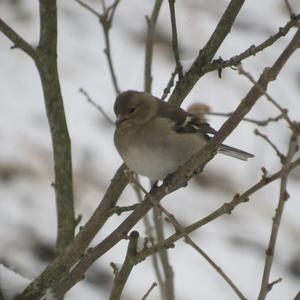 Eurasian Chaffinch