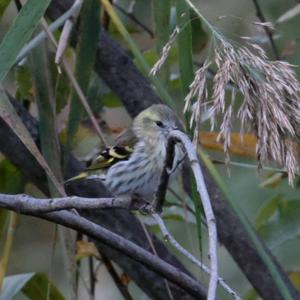 Eurasian Siskin