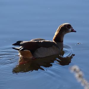 Egyptian Goose