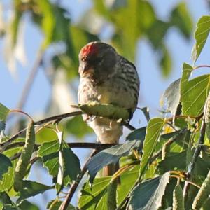 Common Redpoll