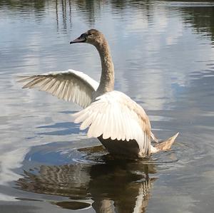 Whooper Swan