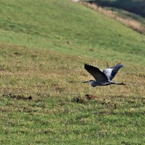 Grey Heron