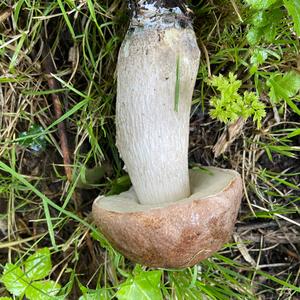 King Bolete