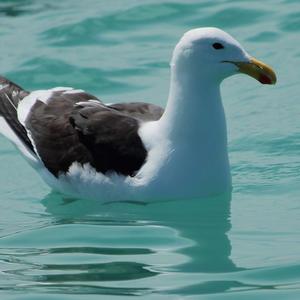 Kelp Gull