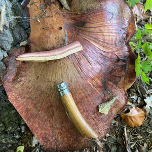 Beefsteak Polypore