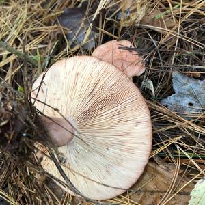 Funnel Clitocybe