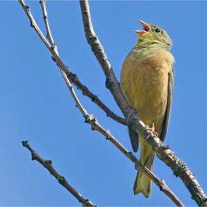 Ortolan Bunting