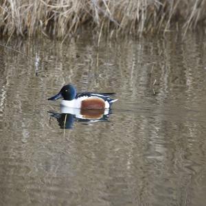 Northern Shoveler