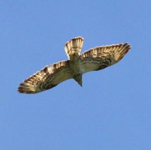 European Honey-buzzard