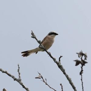 Red-backed Shrike