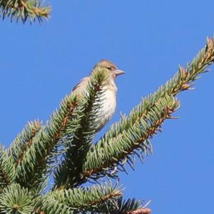 Eurasian Chaffinch