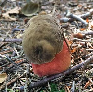 Dotted-stem Bolete