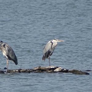 Grey Heron