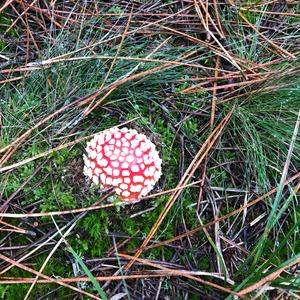 Fly Agaric