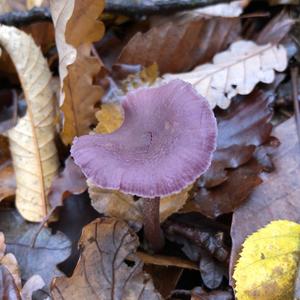 Amethyst Deceiver