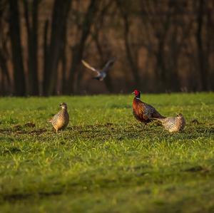 Common Pheasant