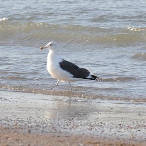 Great Black-backed Gull