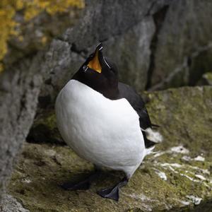 Razorbill