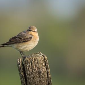 Northern Wheatear