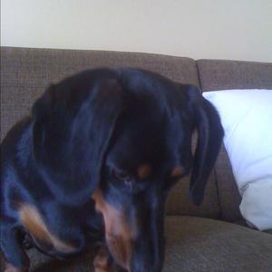 Unknown Breed