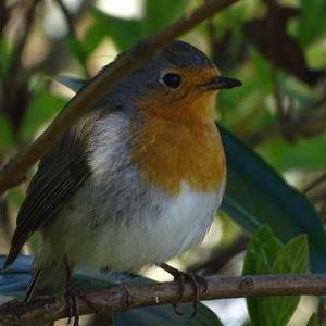 European Robin